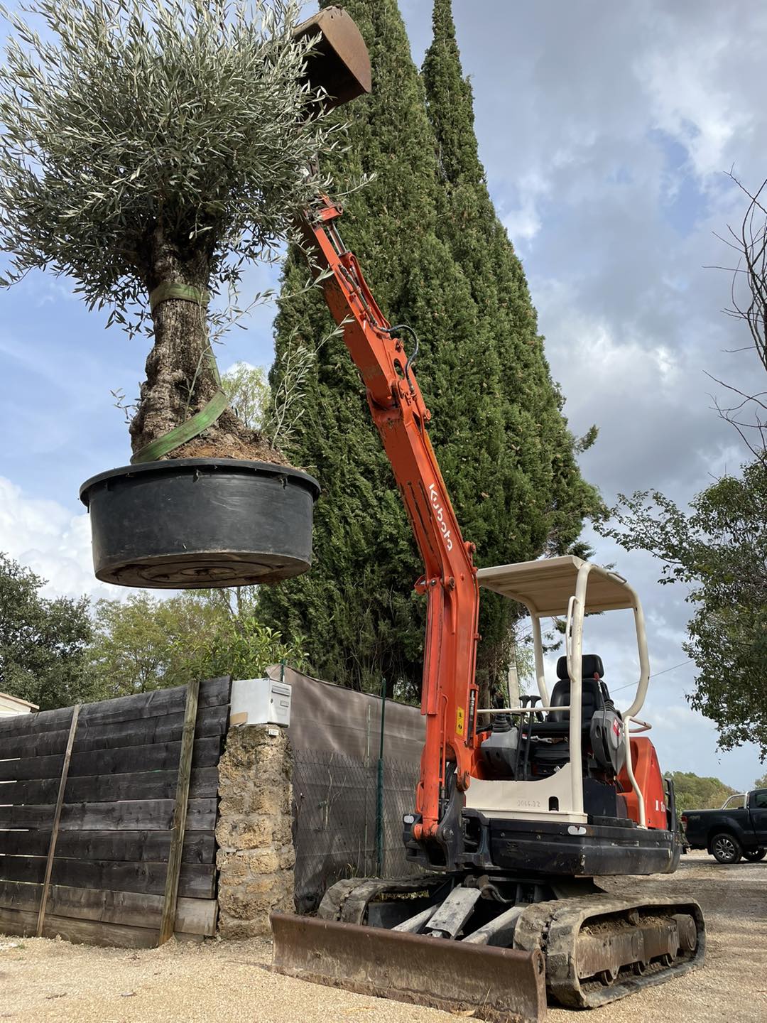 Plantation de gros végétaux tel que les Oliviers. Paysagiste VAR